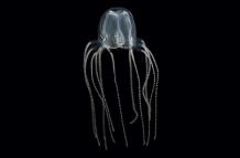 Una medusa
