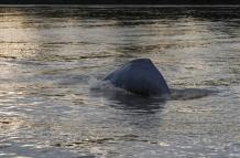 Firman medidas de implementación para conservar delfines de río