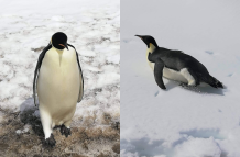 pinguino emperador