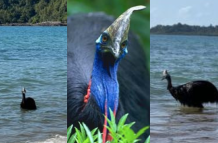 Casuario - especie nativa de Australia