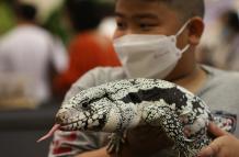 Bangkok prohíbe la importación de iguanas para combatir la "invasión" a su fauna local