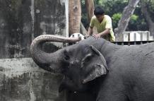 Fotografía de archivo de la elefanta Mali en el Zoológico de Filipinas, en 2012.