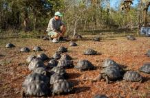 Liberación de tortugas en área natural de Galápagos