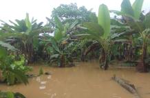 daño a plantaciones por desbordamiento de río