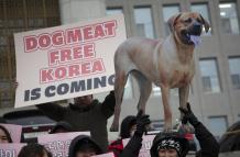 Consumo de perro - Países asiáticos