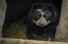 Fotografía cedida este miércoles por el Zoológico de Guallabamba que muestra a Tupak, un ejemplar adulto de oso andino (tremarctos ornatus), especie en peligro de extinción, en Quito (Ecuador).