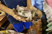 Bolivia - rescate de animales