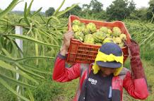pitahaya