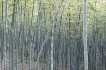 Bambú - plantas