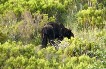 Las autoridades eslovacas matan al oso pardo que hirió a cinco personas en una zona urbana