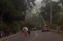 La caída de un árbol provocó el cierre de la vía a Guangopolo, en el valle de Los Chillos.