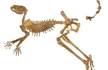 Esqueleto fósil casi completo del extinto canguro gigante Protemnodon viator del lago Callabonna, al que sólo le faltan algunos huesos de la mano, el pie y la cola.