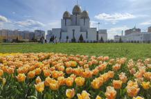 Ucrania tulipanes