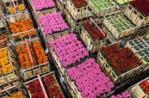 Foto SAF Mothers Day_Flowers (1)
