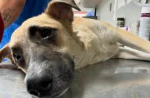 Perro herido