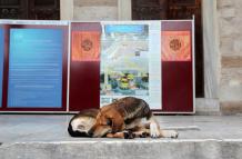 Turquía estudia sacrificar a 4 millones de perros callejeros si no se les encuentra dueño