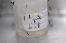 Dengue - América