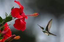 Un agudo sentido del tacto permite a los colibríes flotar sobre las flores sin rozarlas