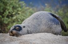 Fotografía de archivo en donde se ve a un lobo marino (zalophus wollebaeki) en la orilla de la playa Punta Carola, de la isla San Cristóbal, la más oriental de las Islas Galápagos (Ecuador).