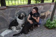 Turquía perros