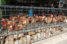 POLLOS PARA LA VENTA. (13059573)