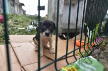 Animales maltratados Guayaquil