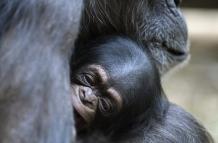 chimpanses