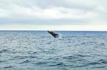 Ballenas en Salinas