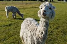 Pareja de alpacas util (6763387)