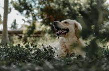 10 señales de advertencia de cáncer en perros que debes tomar en cuenta
