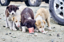 Perros callejeros