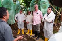 Banano+moko+enfermedad+producción