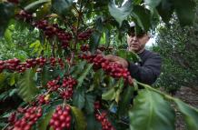 El café que está listo para la cosecha en la finca Vilcaroma Coffee