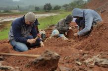 Las inundaciones en Brasil revelaron un fósil de dinosaurio de 233 millones de años