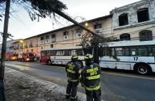 El árbol cayó sobre la mitad de la unidad 17 del trolebús, cuando circulaba en sentido sur- norte.