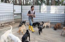 Albergue perritos