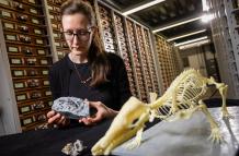Los pequeños mamíferos de la época de los dinosaurios vivían más y crecían más despacio