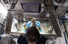 Recrean un músculo en el espacio para avanzar en enfermedades como la sarcopenia