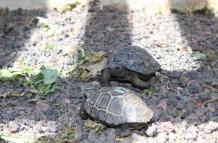 Tortugas de Galápagos