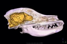La domesticación no es la única razón por la que el cerebro de los perros sea más pequeño