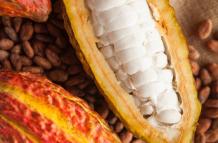 Cacao. La industria del cacao se reunirá en una cumbre para fortalecer conocimientos.