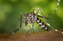 El mosquito es un transmisor de enfermedades como el dengue.