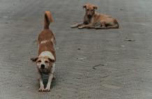 Estudio sobre perros callejeros