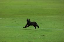 emelec gato negro