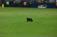 Emelec gato negro