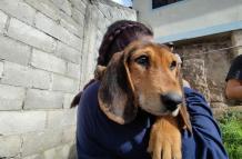 Censo animales