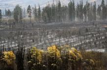 Incendios forestales