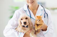 Vacunación de perros y gatos