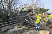 ARBOL CAIDO PUENTE UNIDAD NACIONAL