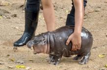 Mundo, Tailandia, Un bebé de hipopótamo pigmeo que cautiva